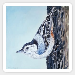 White Breasted Nuthatch - wild bird painting Sticker
